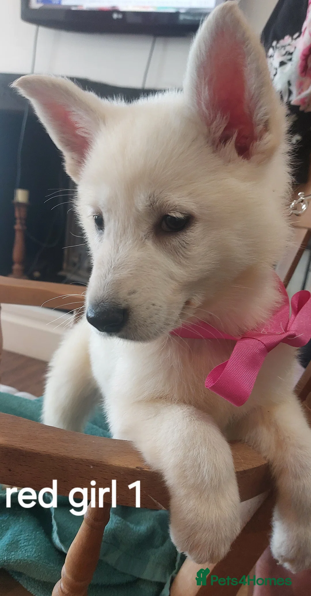 White Swiss Shepherd dogs for sale: Gorgeous white swiss shepherd puppies  - Advert 12