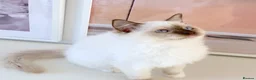 Ragdoll cats for sale: INDOOR GCCF REG CHOCOLATE LILAC RAGDOLL KITTENS - Advert 36