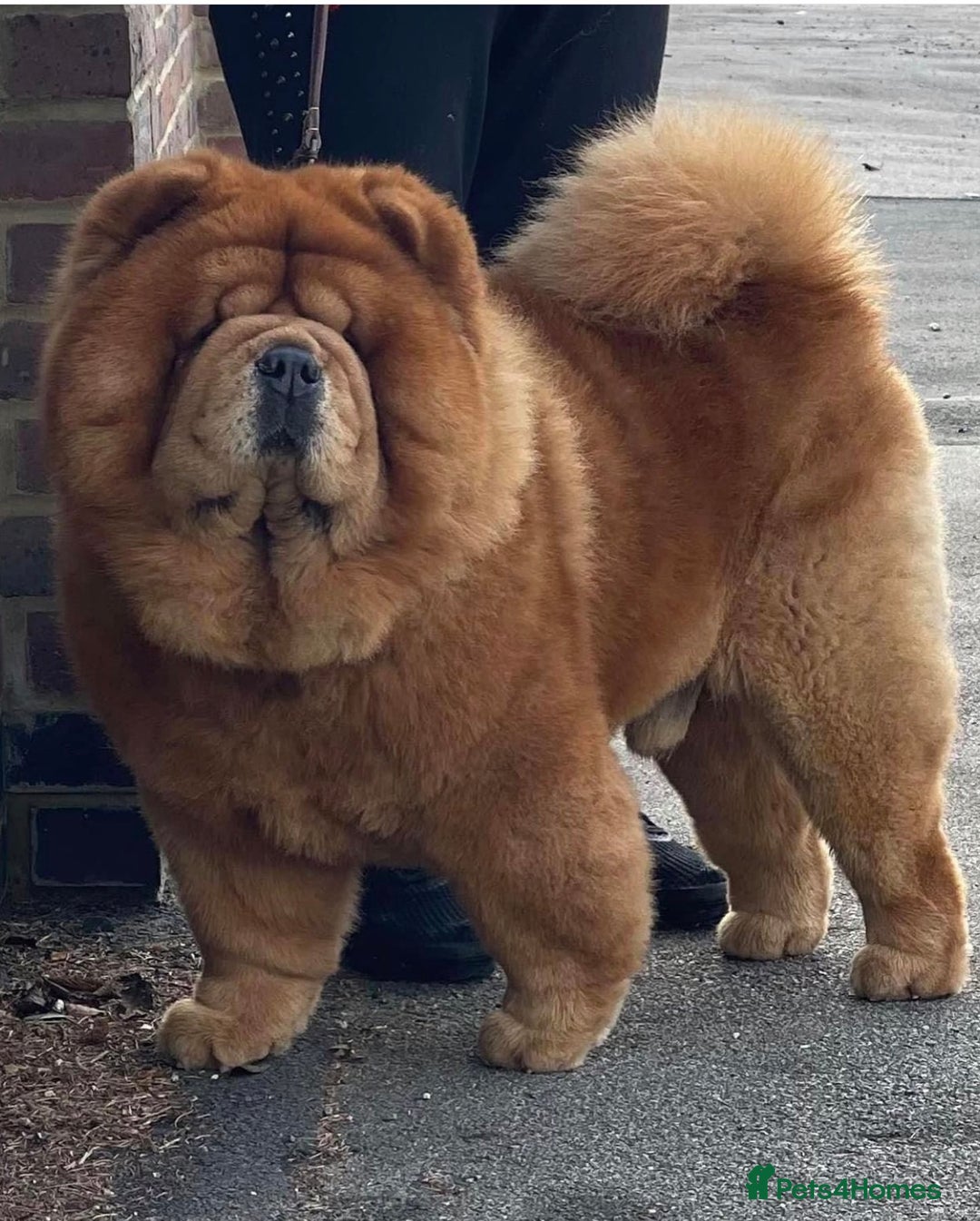 Chow Chow dogs for stud: Amazing stud boy in Kings Langley - Advert 1