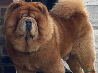 Chow Chow dogs Amazing stud boy in Kings Langley - Advert 1