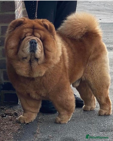 Chow Chow dogs for stud in Kings Langley - Advert 2