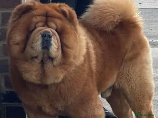 Chow Chow dogs Amazing stud boy in Kings Langley - Advert 11