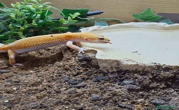 Leopard Gecko reptiles - Advert 12