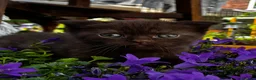 Scottish Fold cats for sale: 5 Scottish Fold Kittens for sale - Advert 12