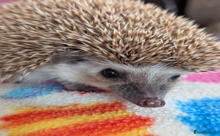 Pygmy Hedgehog rodents - Advert 7