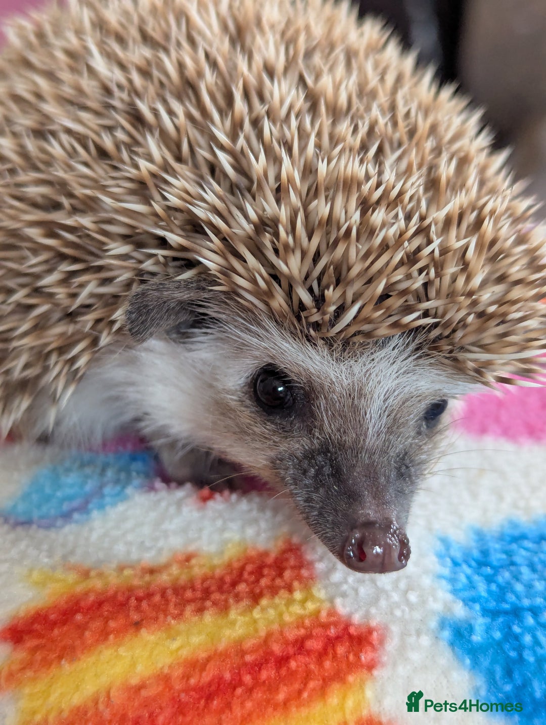 Pygmy Hedgehog rodents for sale: REDUCED PRICE!!! Gorgeous Hoglets/ READY NOW!!!! - Image 5
