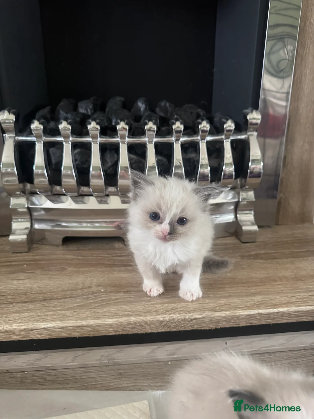Ragdoll cats for sale: Beautiful ragdoll kittens  - Advert 11