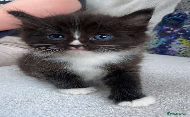 Ragdoll cats - Advert 5