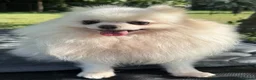 Pomeranian dogs for adoption: BRIDGET – White Pomeranian - Advert 1