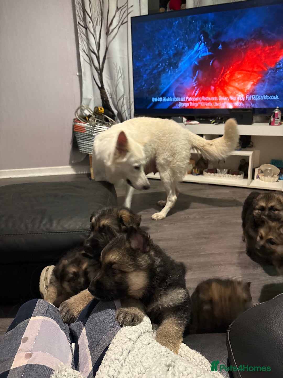 Mixed Breed dogs for sale: 4 stunning German shepherd pups for sale ready now - Advert 2