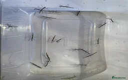 Stick Insects invertebrates for sale: Indian Stick Insects buy 5 get 3 free - Image 4