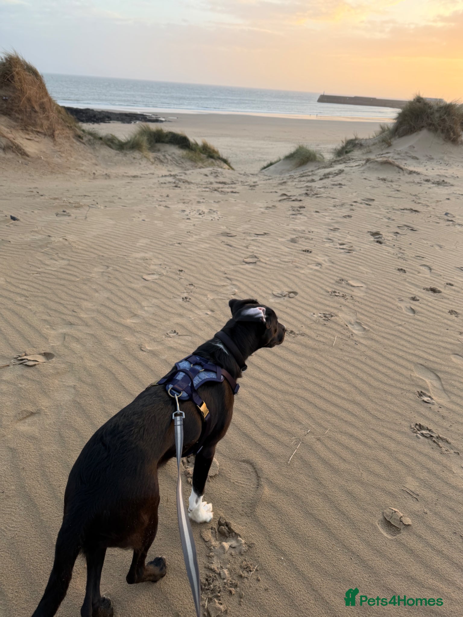 Borador dogs Jake - 7 month old Lab x Collie - Advert 3