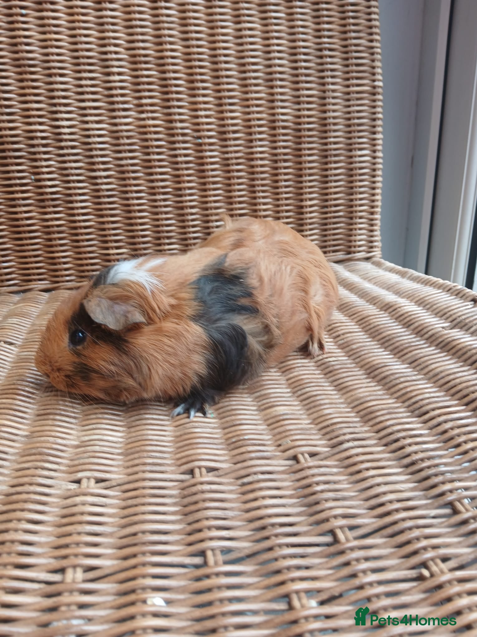 Guinea Pig rodents for sale: Guinea pigs for sale in York - Advert 1