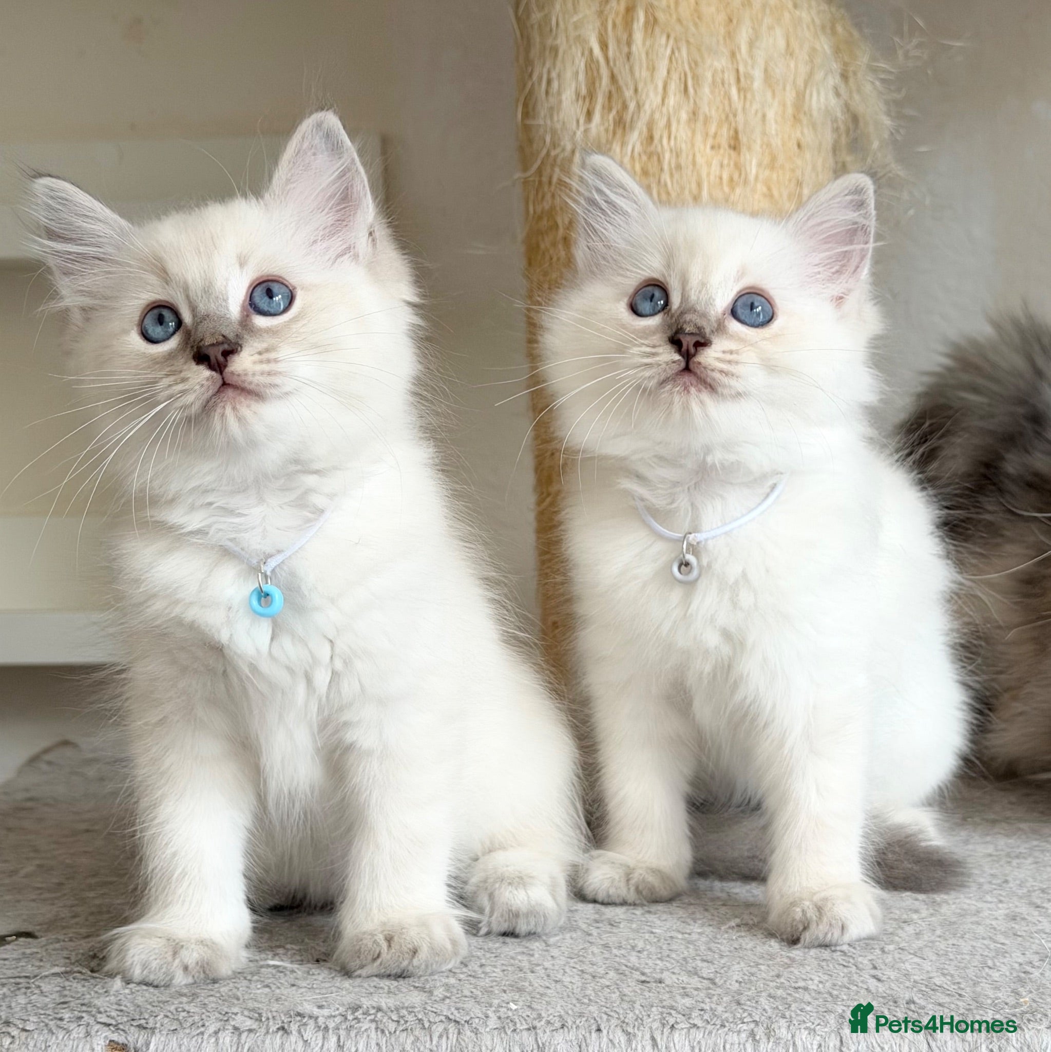 Ragdoll cats 1 Boy & 1 Girl Left - TICA Registered - Advert 1