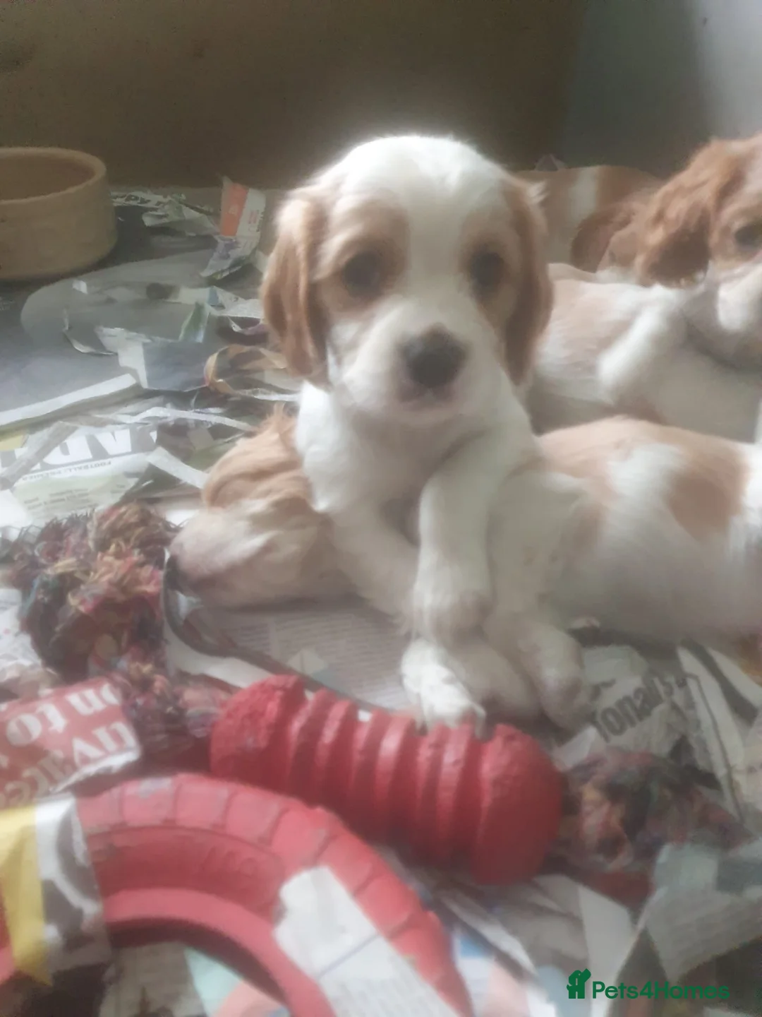 Cockalier dogs for sale: Lovely Cockalier Puppies in Wembley - Advert 10