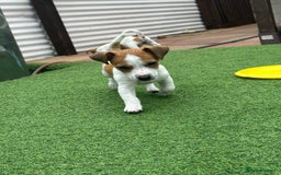 Jack Russell dogs for sale: Jack russle puppies  - Image 4