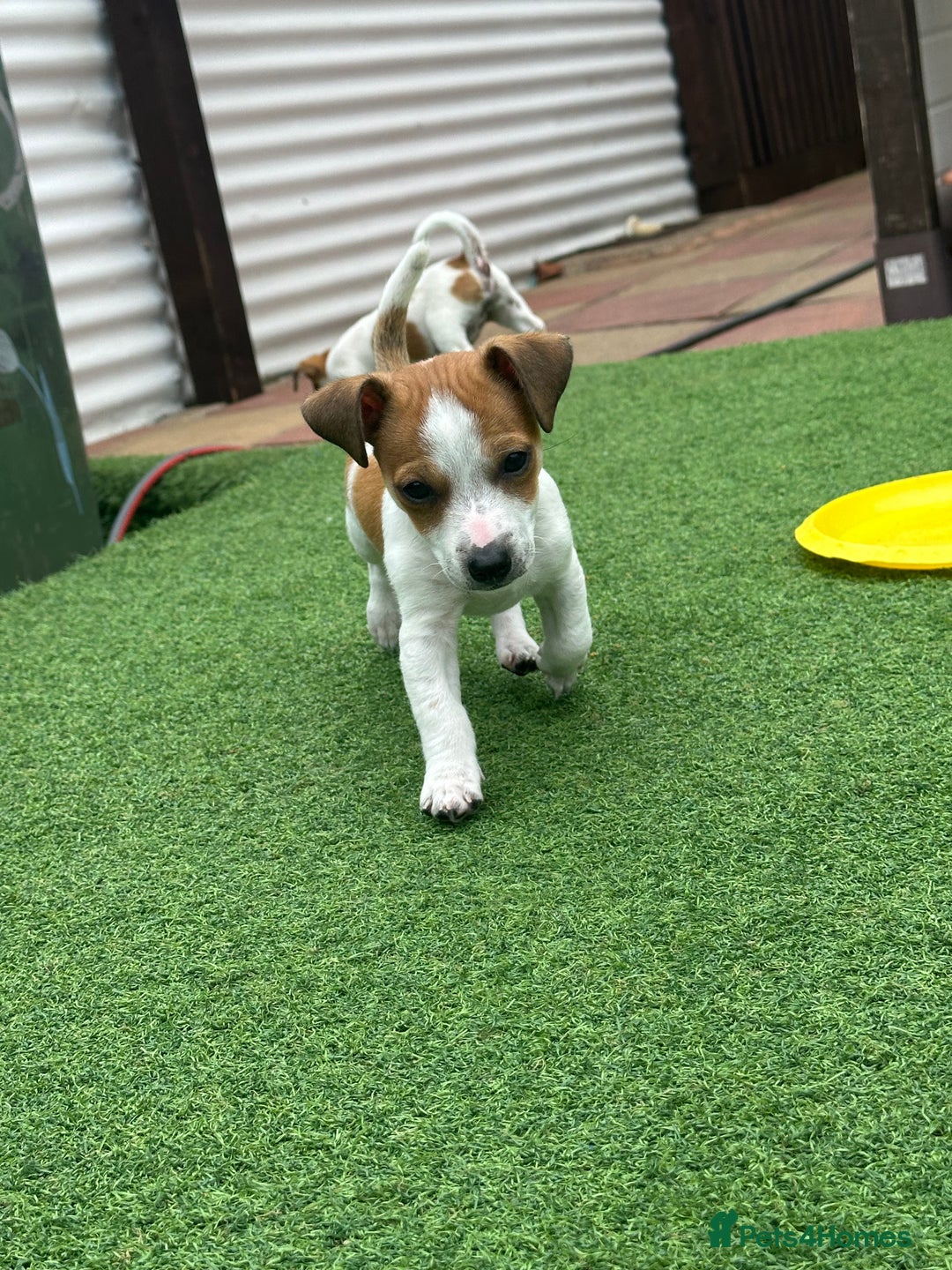 Jack Russell dogs for sale: Jack russle puppies  - Image 4