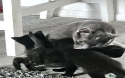 Domestic Shorthair cats for sale: Kittens for sale - Image 5