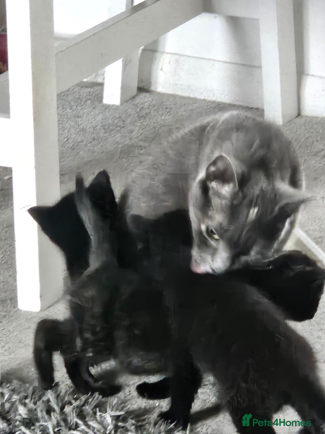 Domestic Shorthair cats for sale: Kittens for sale - Image 5