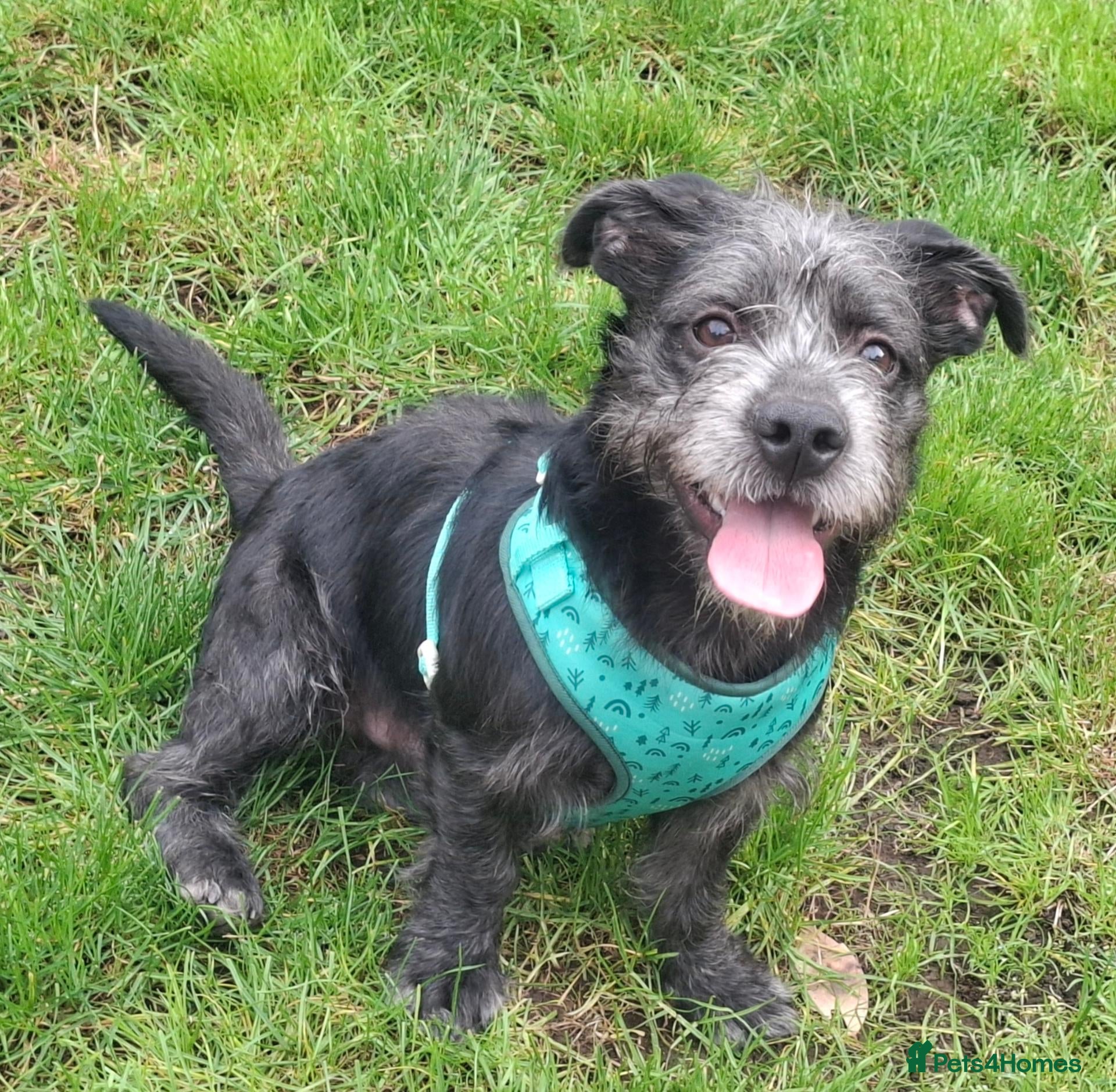 Mixed Breed dogs Gorgeous Puppy For Adoption - Advert 4