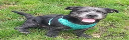 Mixed Breed dogs for adoption: Gorgeous Puppy For Adoption - Advert 1