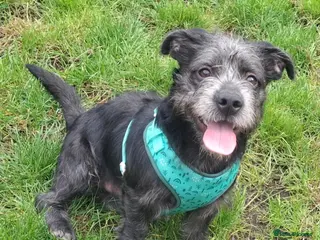 Mixed Breed dogs Wonderful Family Puppy For Adoption - Advert 1