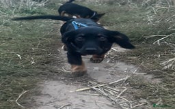 Mixed Breed dogs for sale: RUBBLE 🐾 - Image 2