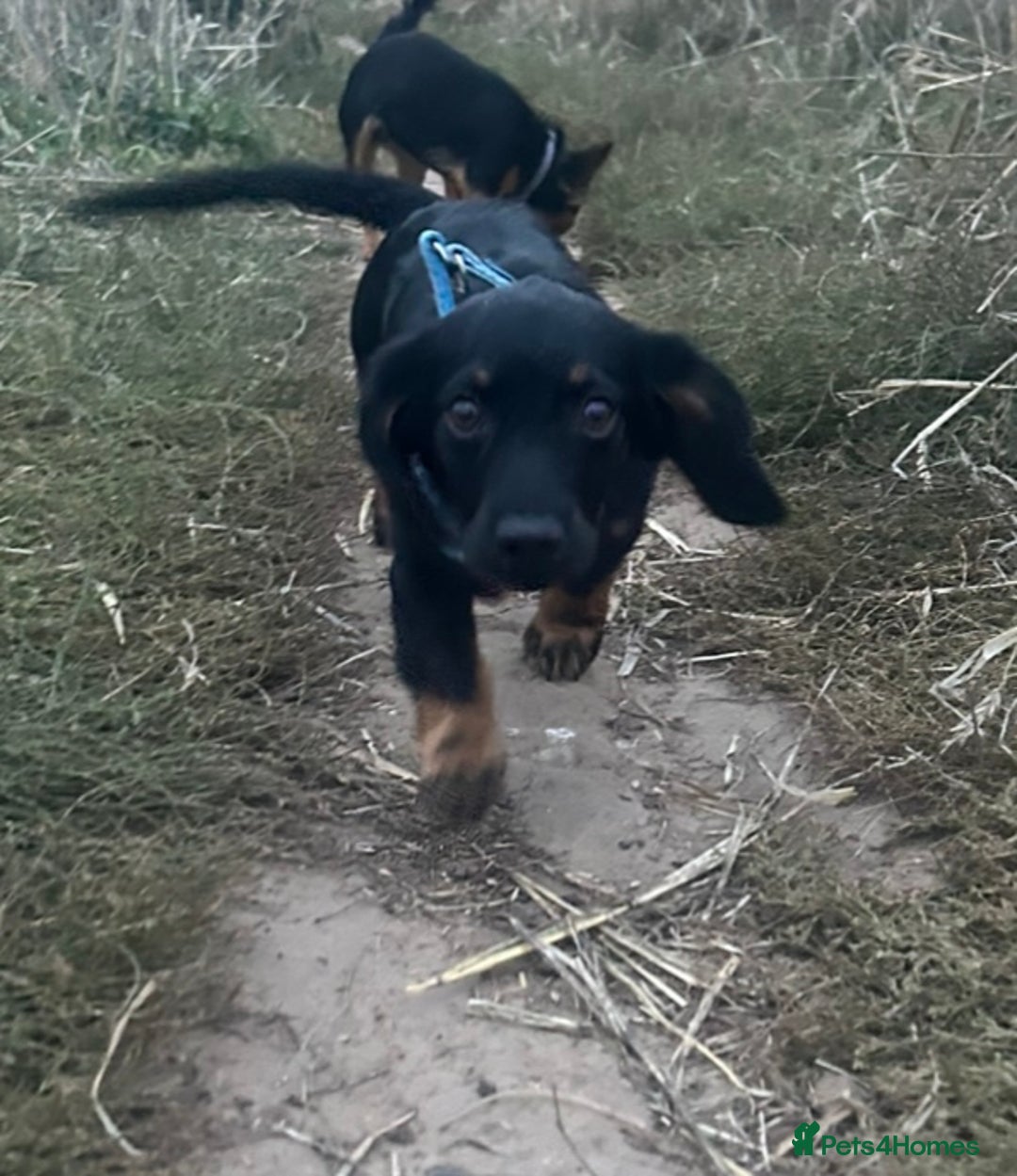 Mixed Breed dogs for sale: RUBBLE 🐾 - Image 2