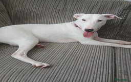 Mixed Breed dogs for sale: Leela the English bull terrier cross  - Image 3