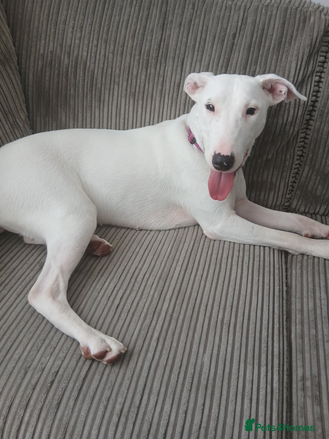Mixed Breed dogs for sale: Leela the English bull terrier cross  - Image 3