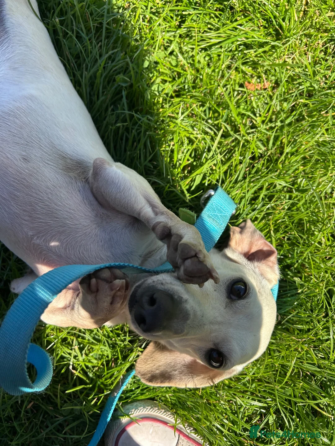 Miniature Dachshund dogs for sale: Cream ******  in Sunderland - Advert 2
