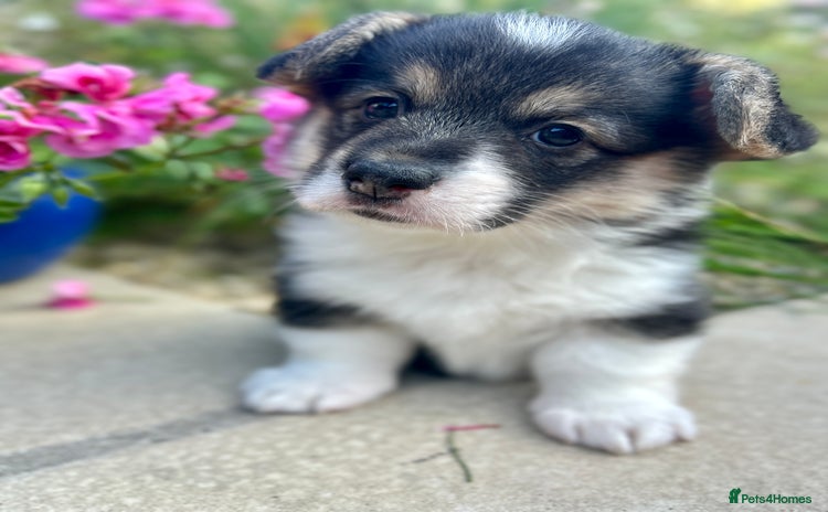 Welsh Corgi Pembroke dogs - Advert 1