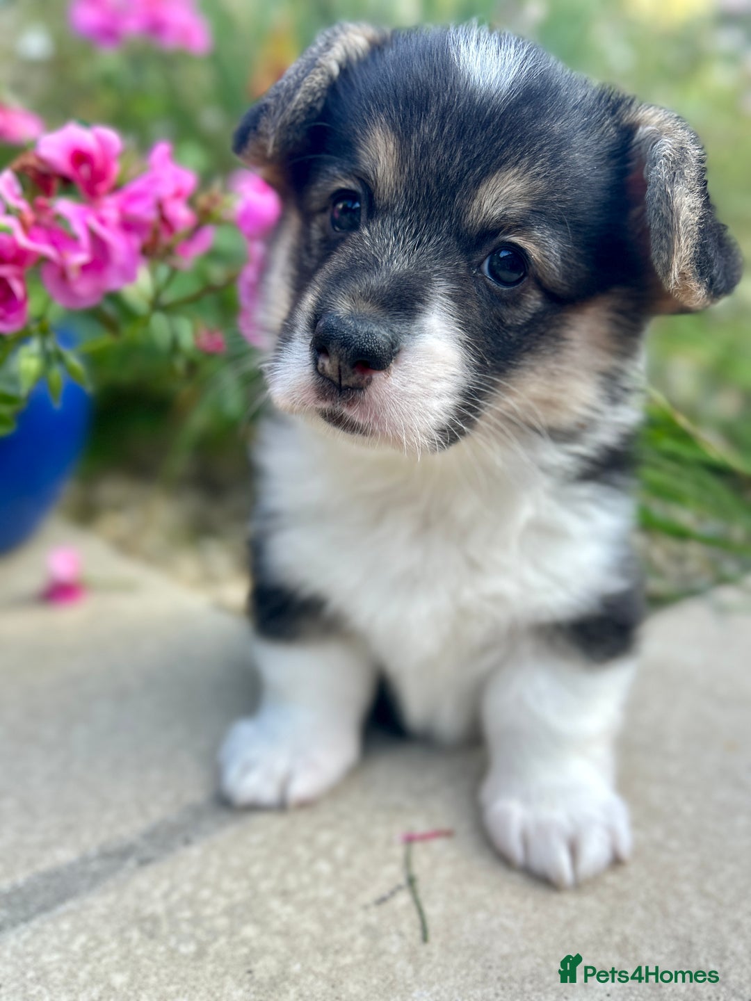 Welsh Corgi Pembroke dogs for sale: Champion bloodline KC reg. Pembrokes - Image 3