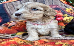 Cockapoo dogs for sale: Cockapoo puppies Rainbow litter  - Advert 11