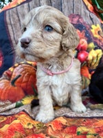 Cockapoo dogs - Advert 1