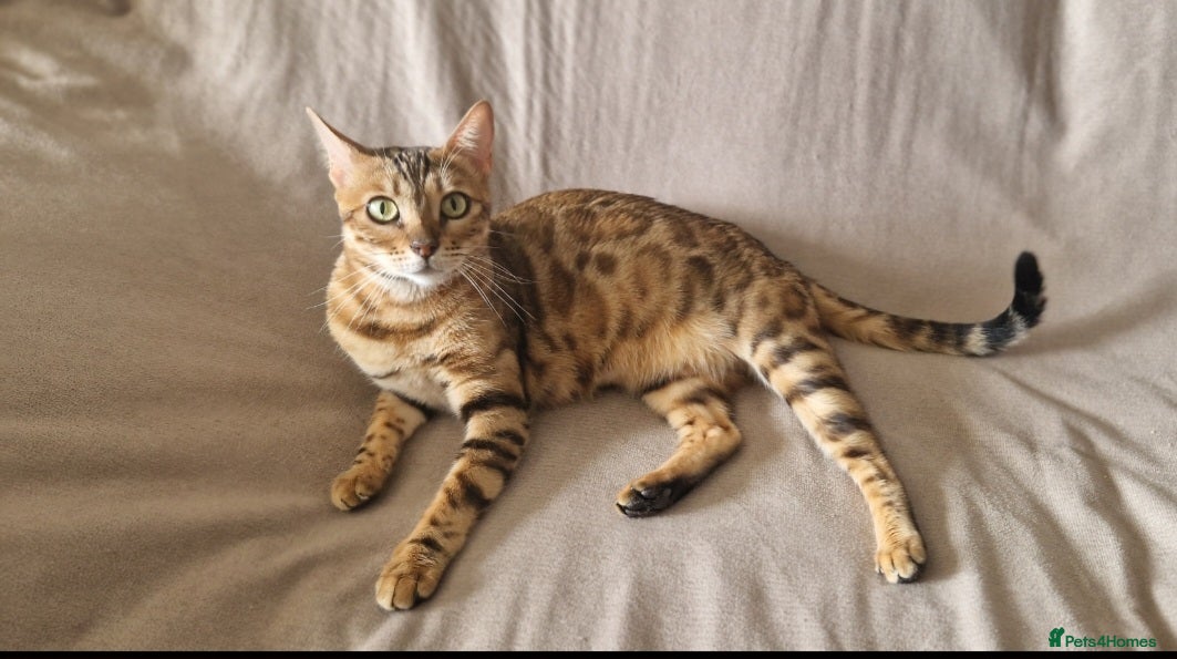 Bengal cats Beautiful pure breed bengal girl TICA - Advert 2