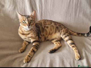 Bengal cats Beautiful pure breed bengal girl TICA - Advert 4