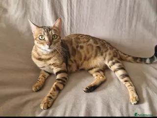 Bengal cats Beautiful pure breed bengal girl TICA - Advert 5