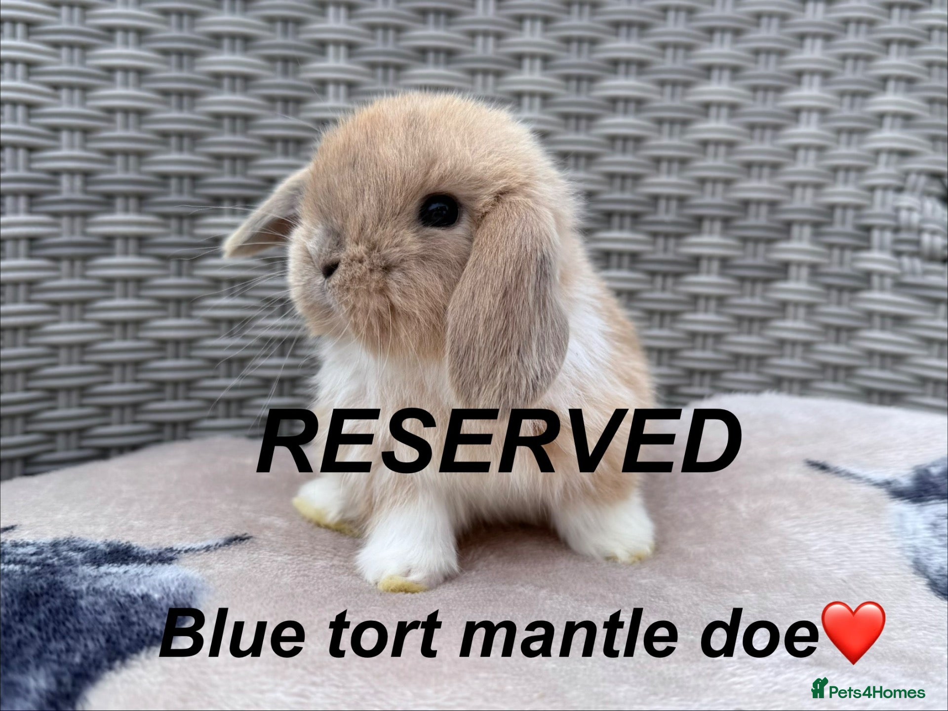 Mini Lop rabbits Last mini lop doe to reserve - ready leave 26/10 - Advert 18