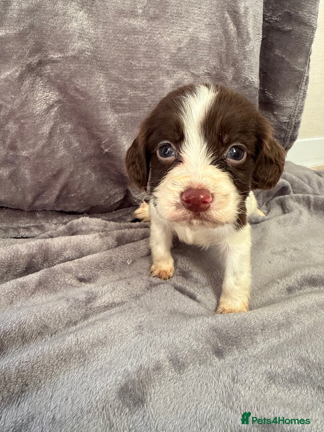 Cocker Spaniel dogs for sale: Cocker spaniel pups  - Advert 15