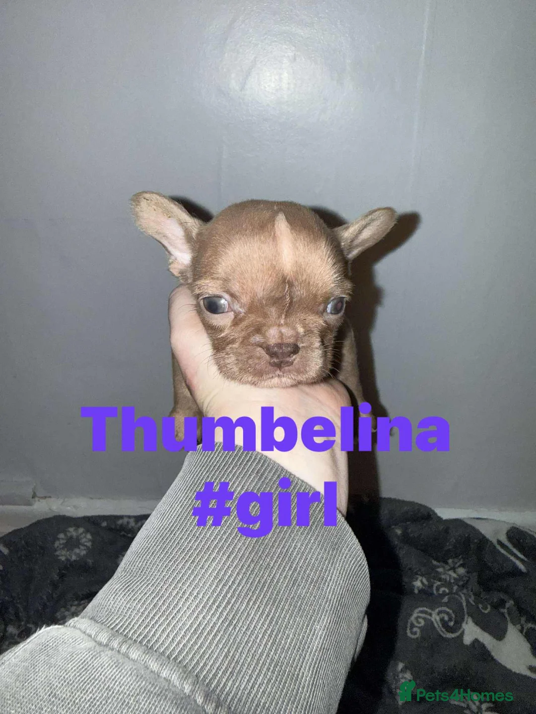 French Bulldog dogs for sale: French bulldog puppies - Advert 2