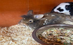 Mini Lop rabbits for sale: 3 beautiful mini lops(60 each or 2 for £100) - Image 6