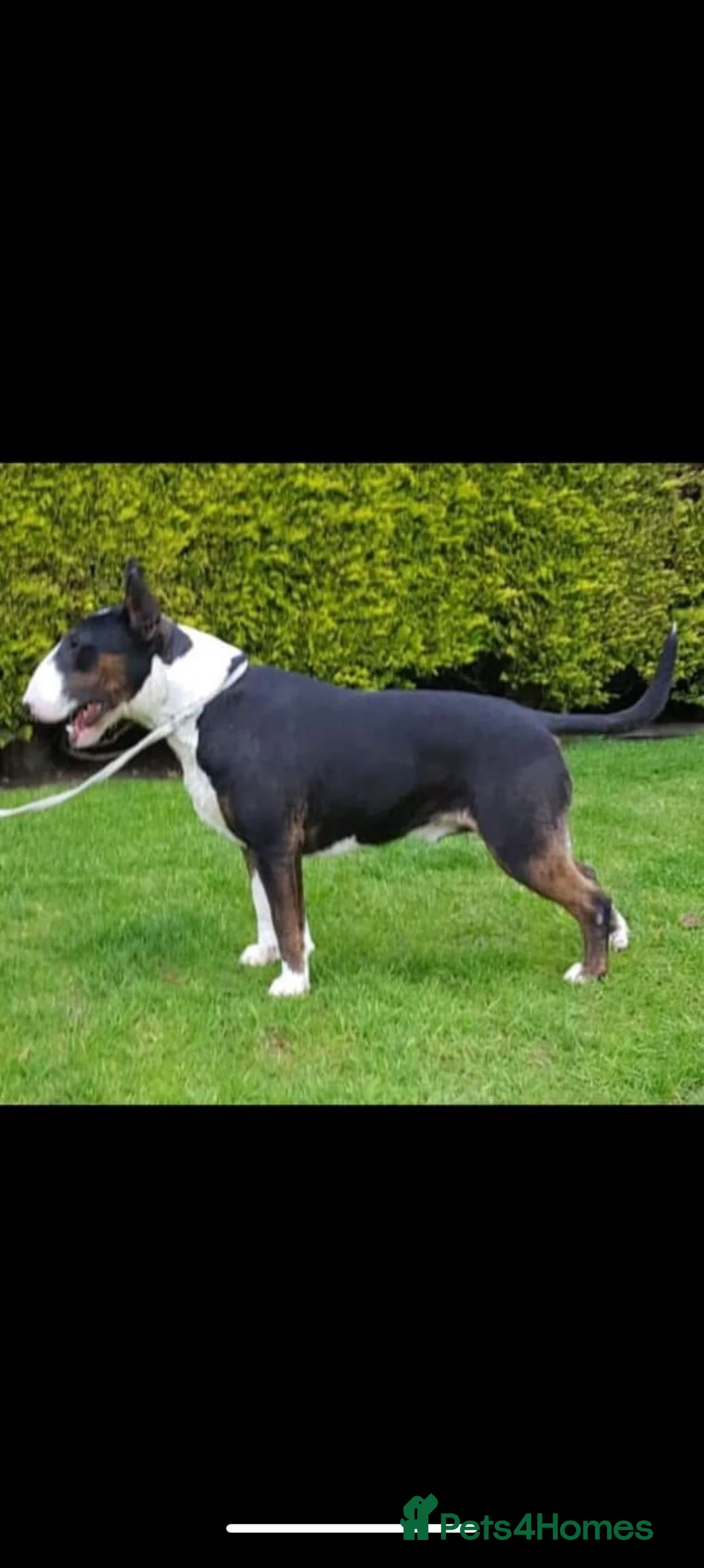 English Bull Terrier dogs for sale: English bull terrier pups - Advert 11