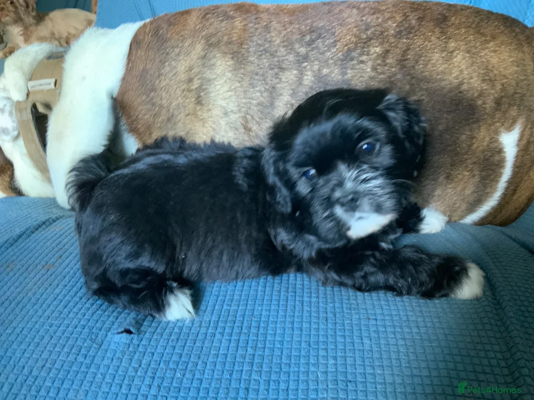 Cava Tzu dogs for sale: Ready Now Gorgeous Cava Tzu F1 Pups  - Advert 2