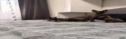 Sphynx cats for sale: Three 😍Sphynx Kittens  in Corby - Advert 2