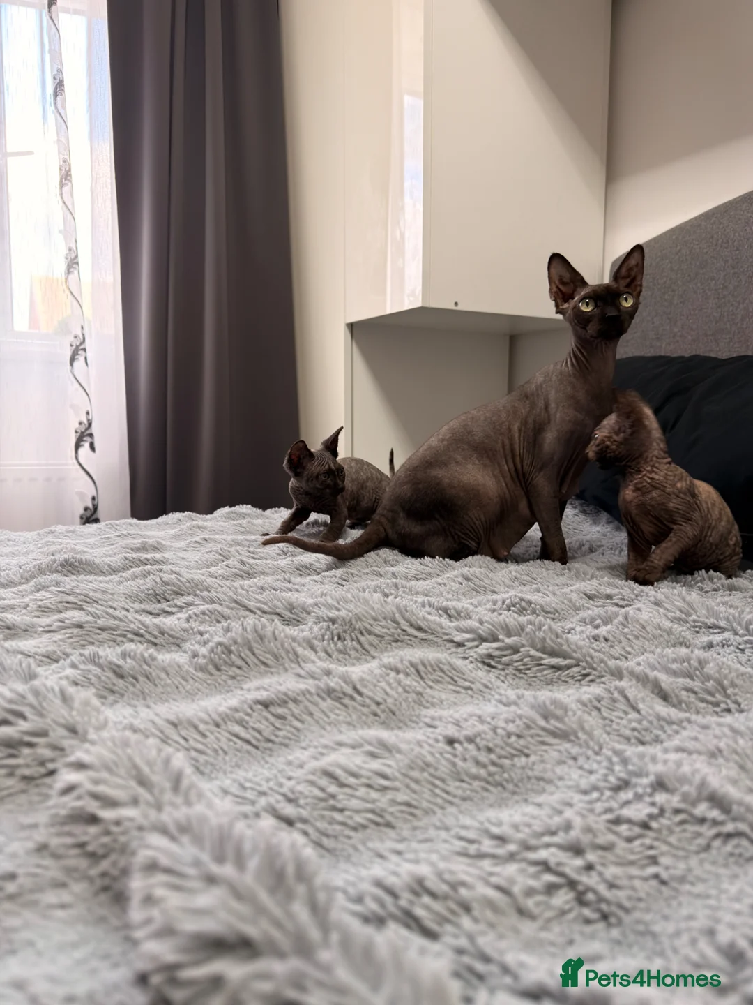 Sphynx cats for sale: Three 😍Sphynx Kittens  in Corby - Advert 2