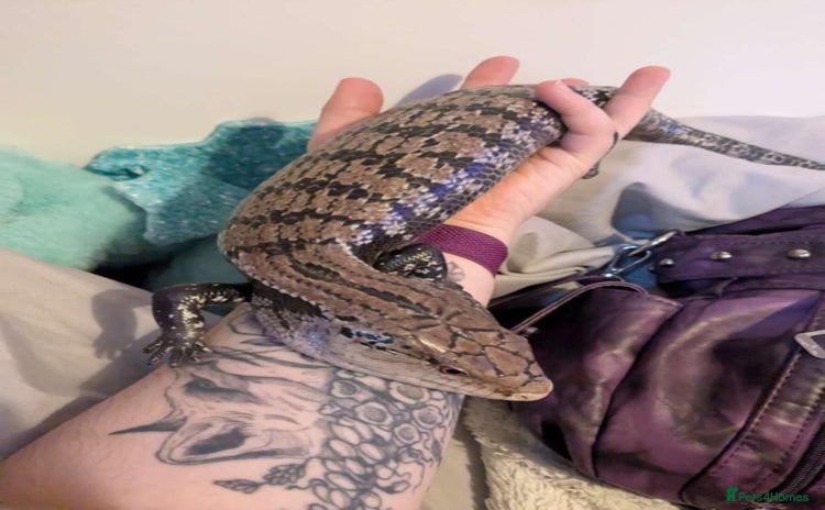Skink reptiles - Advert 1