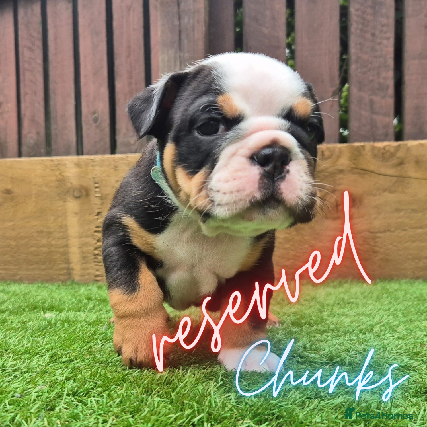 English Bulldog dogs Exceptional KC Registered British Bulldog Puppies - Advert 2