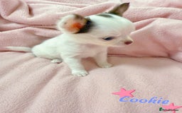 Chihuahua dogs for sale: 🔥 Adorable long-haired Chihuahua puppies for sale - Image 13