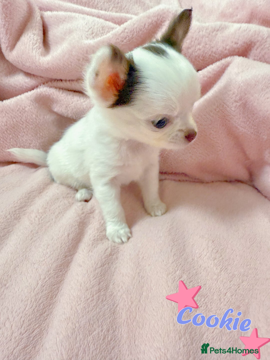 Chihuahua dogs for sale: 🔥 Adorable long-haired Chihuahua puppies for sale - Image 13